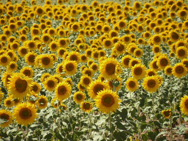 sunflowers field in spain