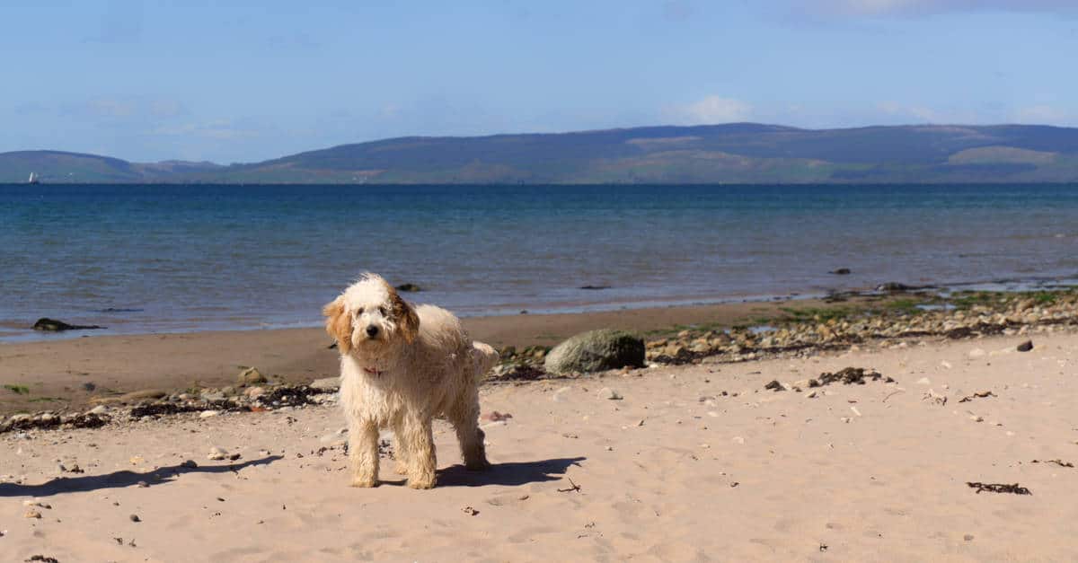 Dog on the Arran Coast