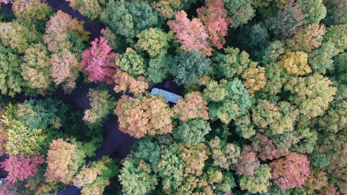 Forest in Michigan