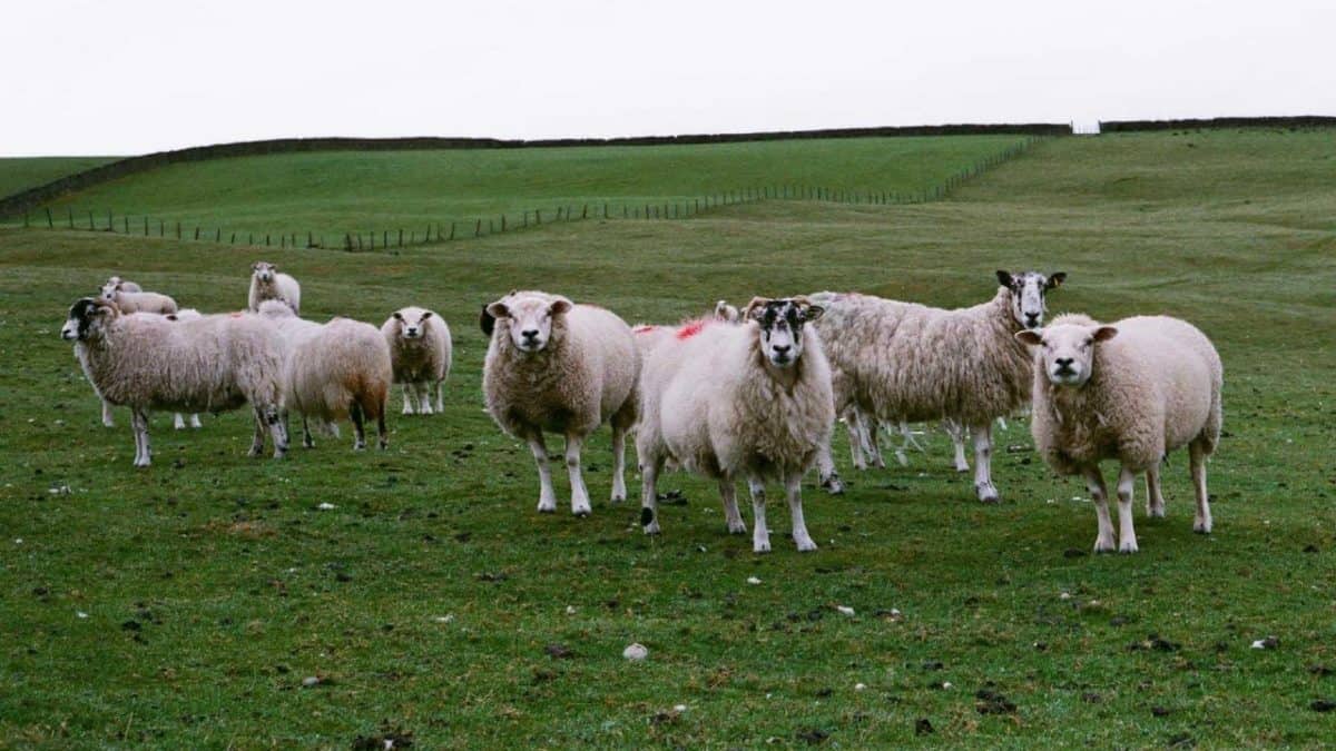 Herd of Sheep in Yorkshire