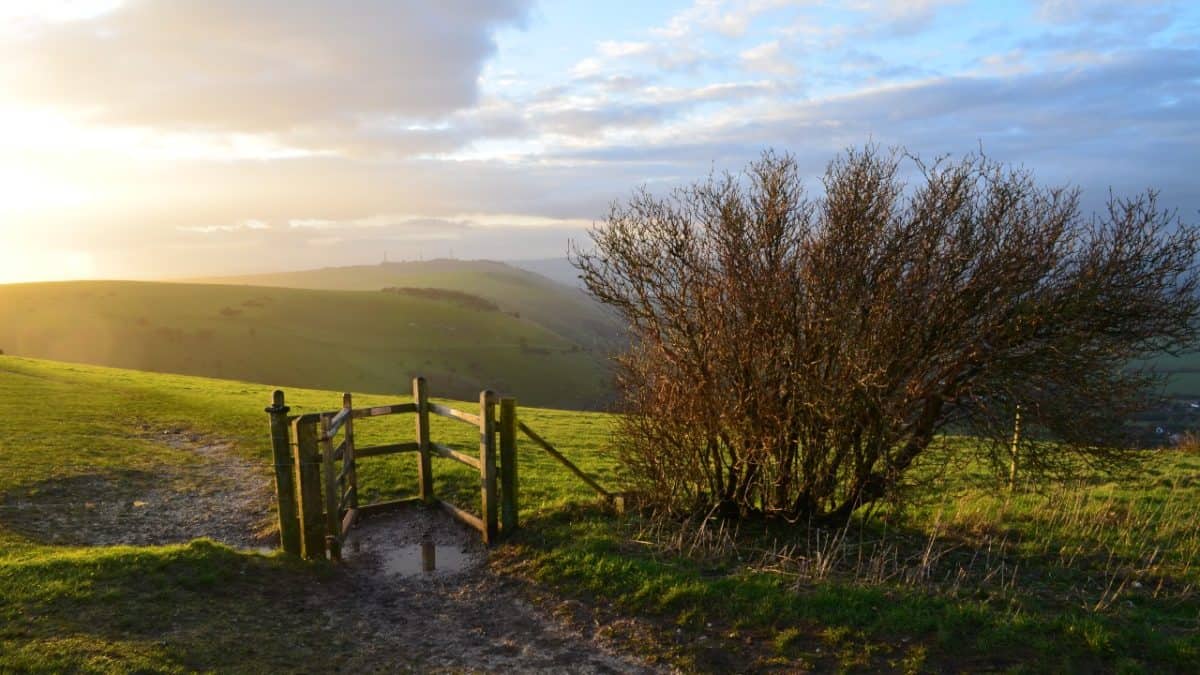 Path on the South Downs Way