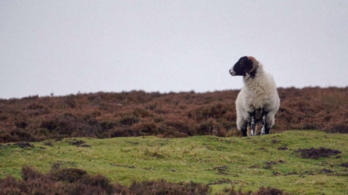 Sheep in North York Moors