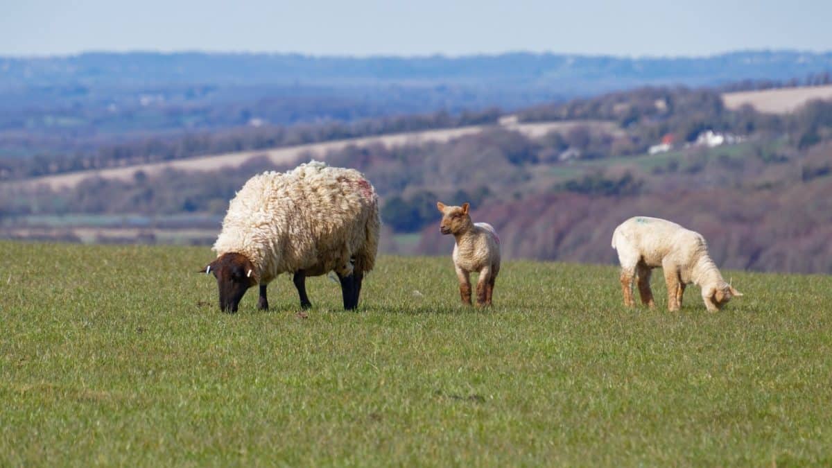 Sheep on the South Downs Way
