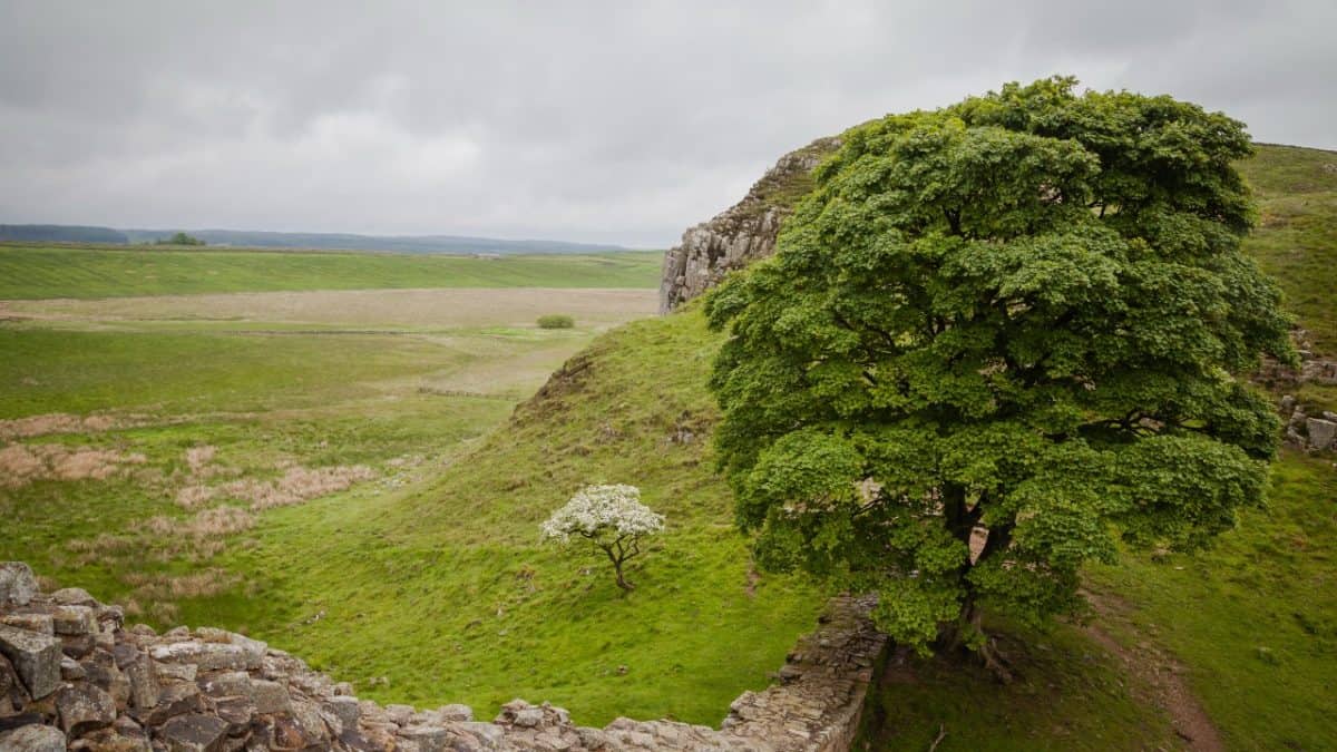 Tree Along Hadrian's Wall
