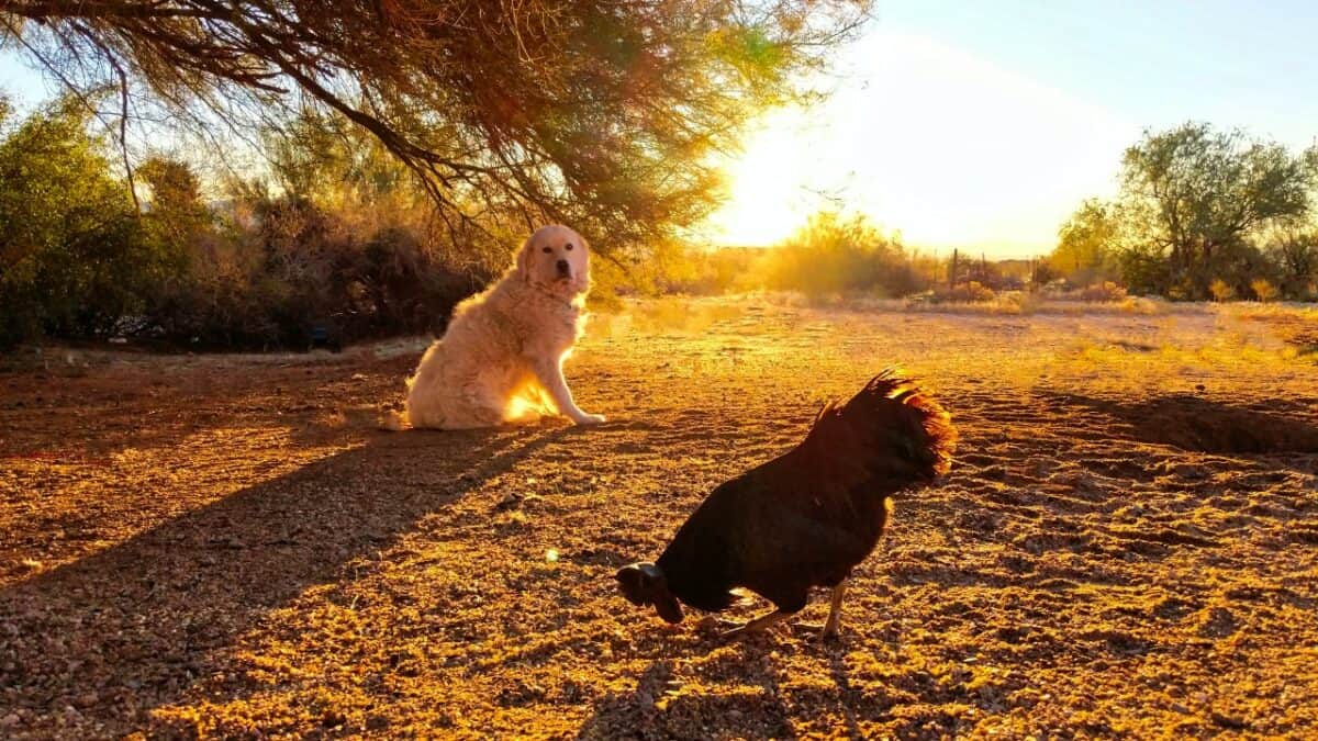 Dog in Arizona