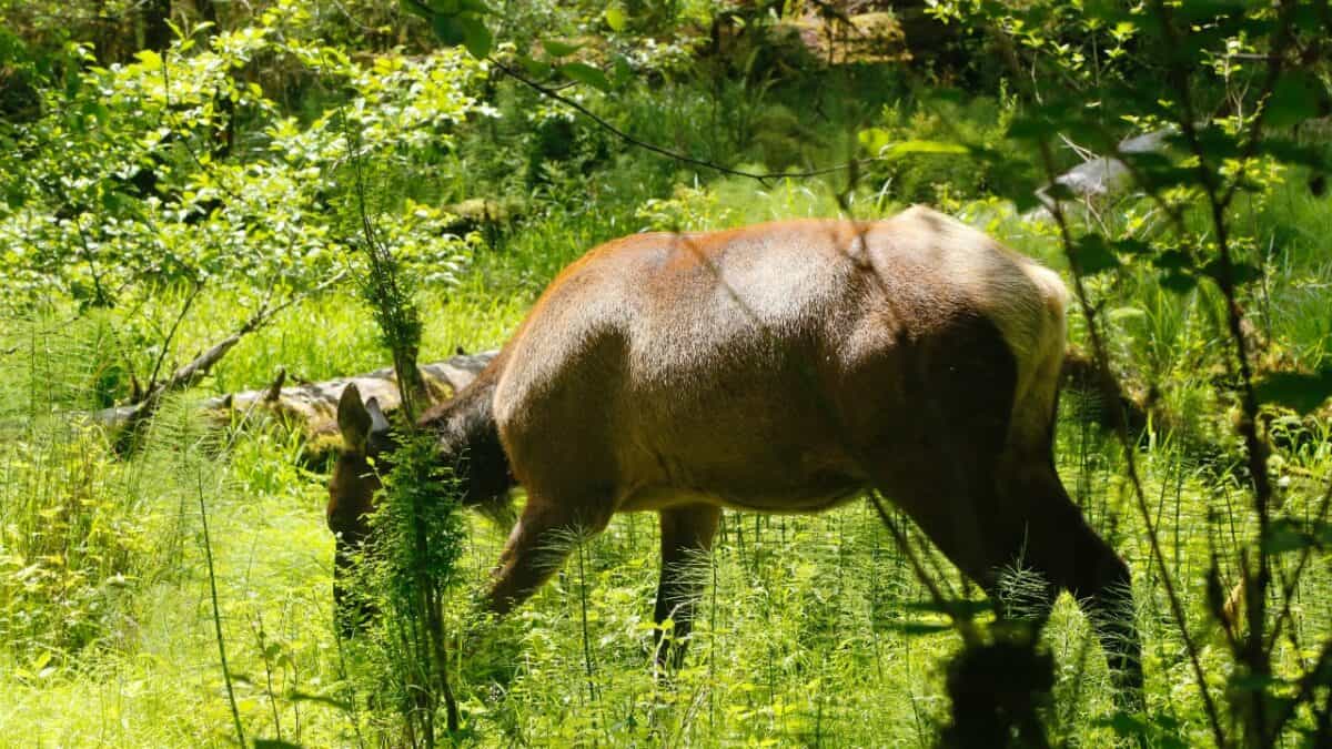 Elk in Olympic National Forest