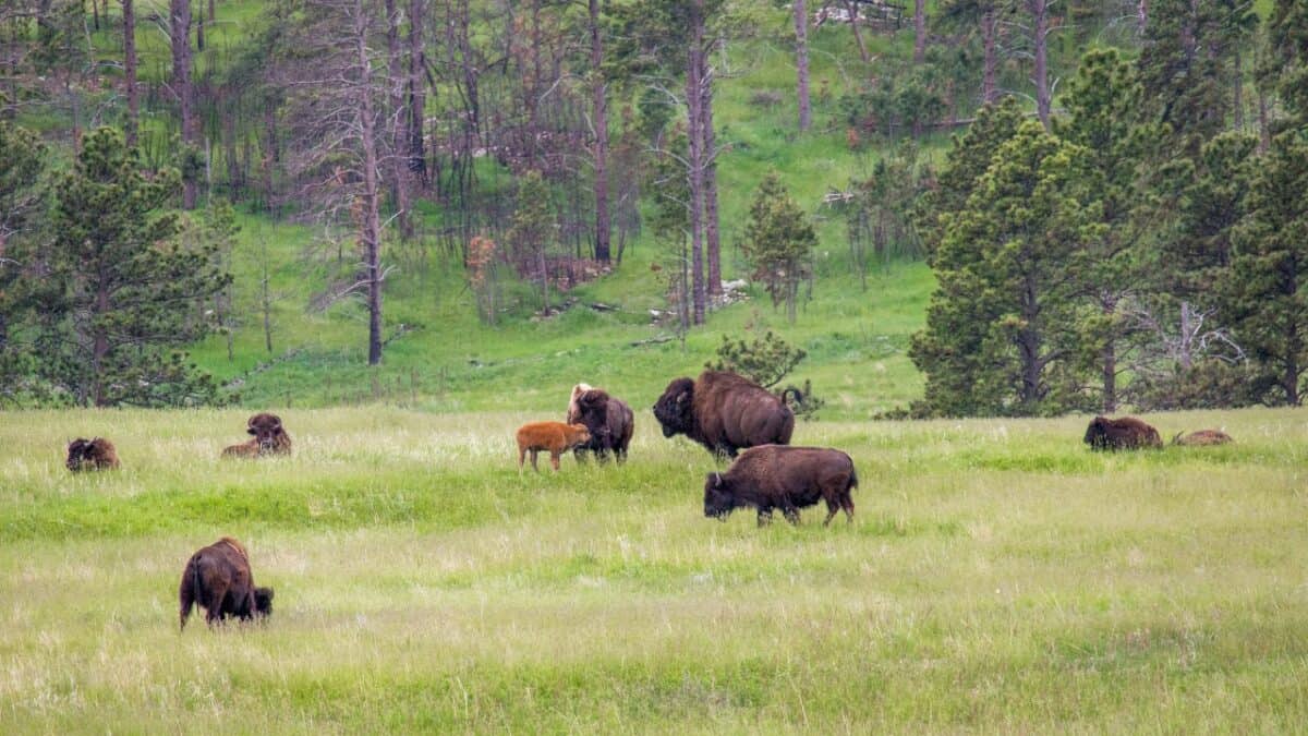 Bison in Custer State Park