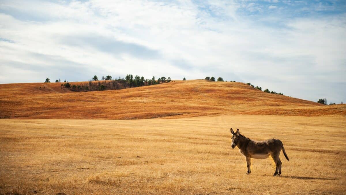 Donkey in Custer state park
