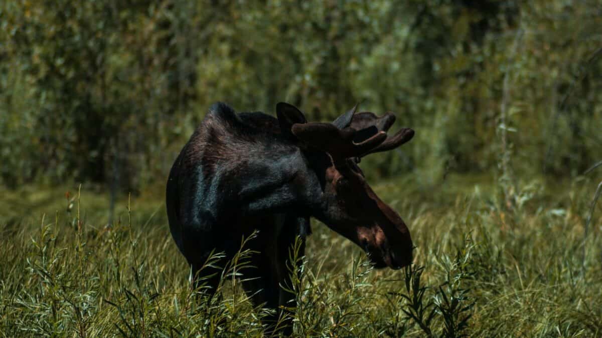 Wild moose