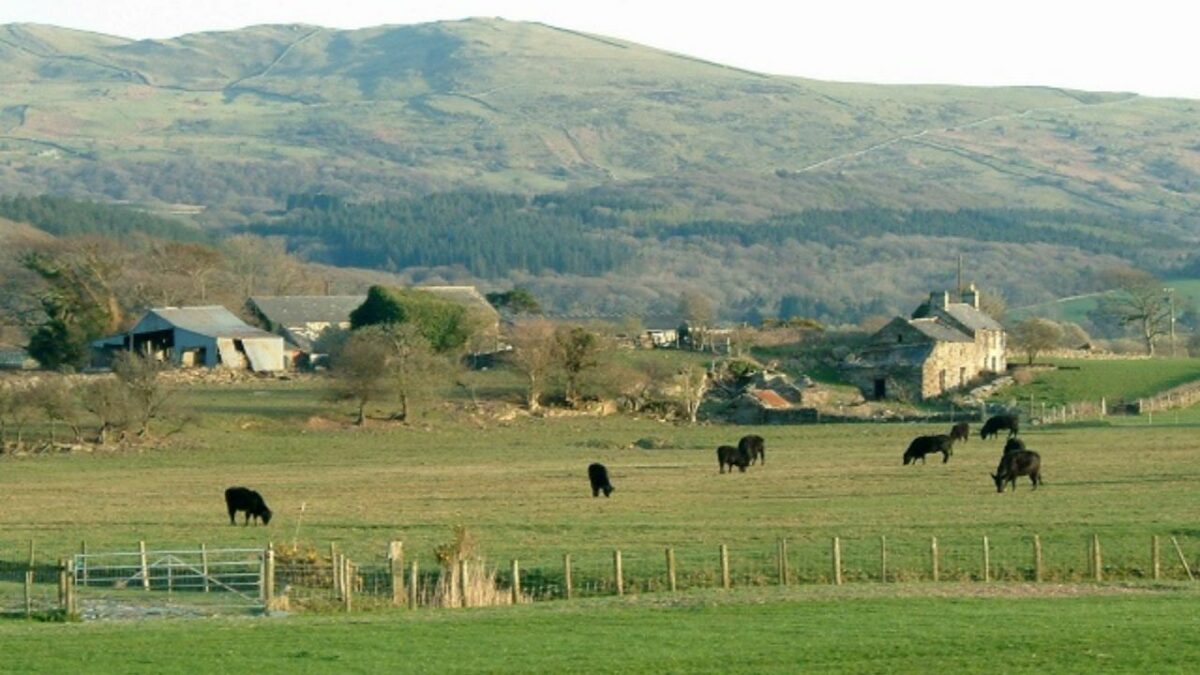 Welsh black cattle grazing on a farm