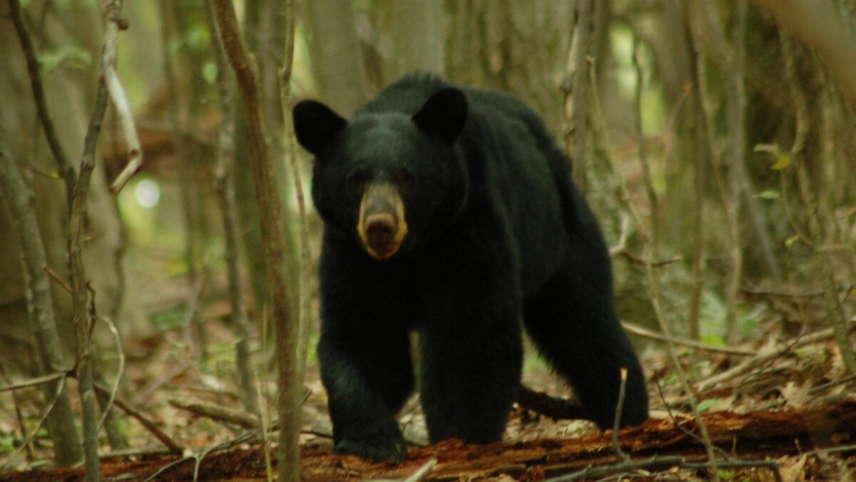 Black bear in Loft Mountain in Shenandoah National Park