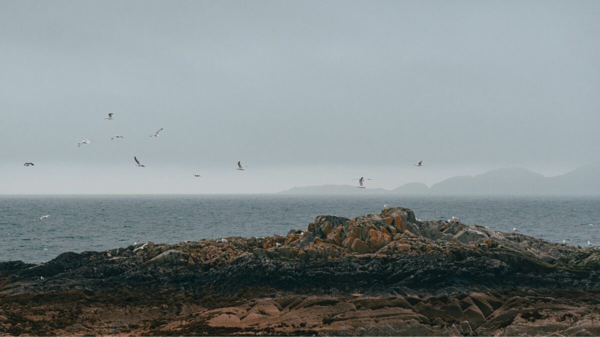 Gulls flying over the sea in Mallaig