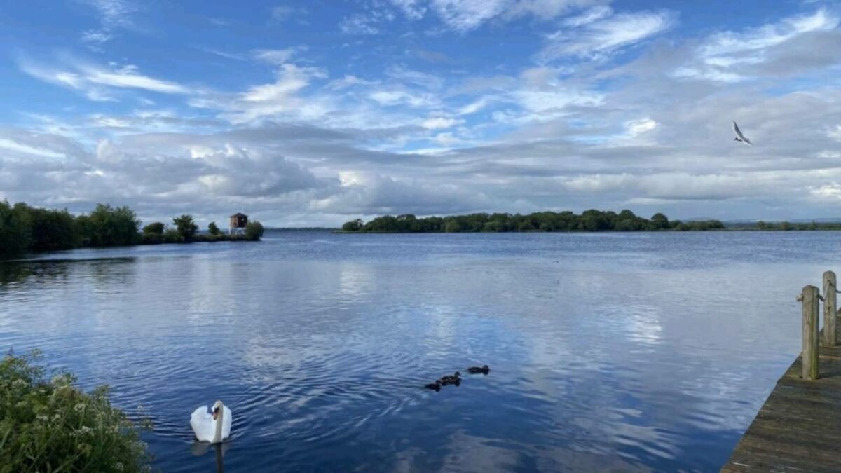 Swan in Lough Neagh
