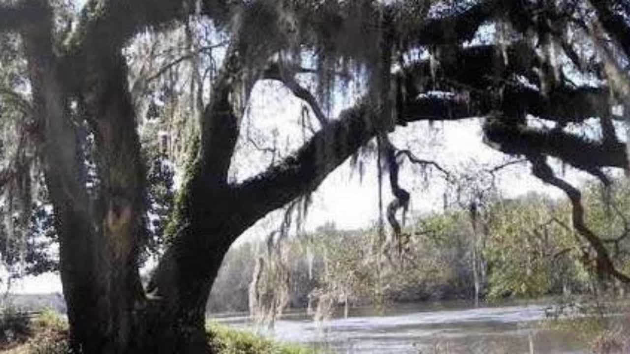 Apalachicola National Forest in Florida