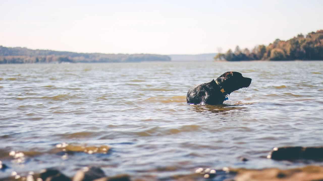 Dog swimming in Lake Monroe Indiana