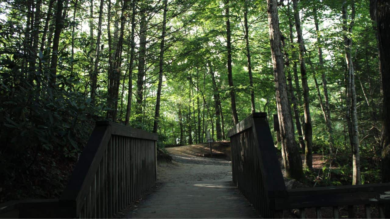 Small wooden bridge in Pisgah National Forest