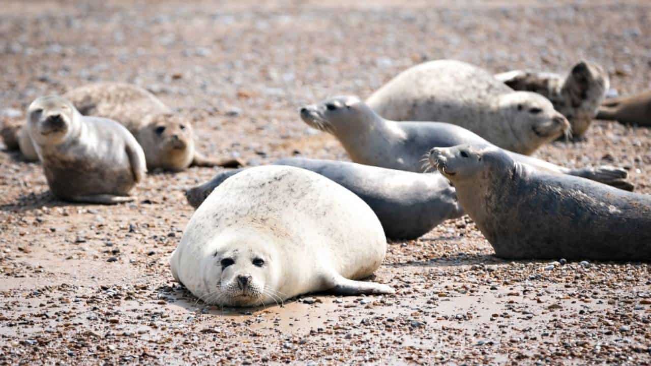 Seals at a beach in Norfolk