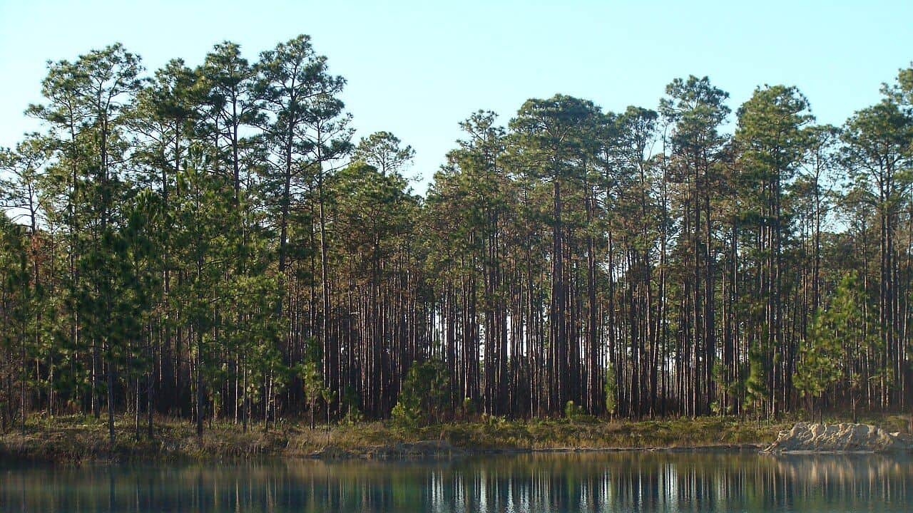 Trees in Apalachicola National Forest