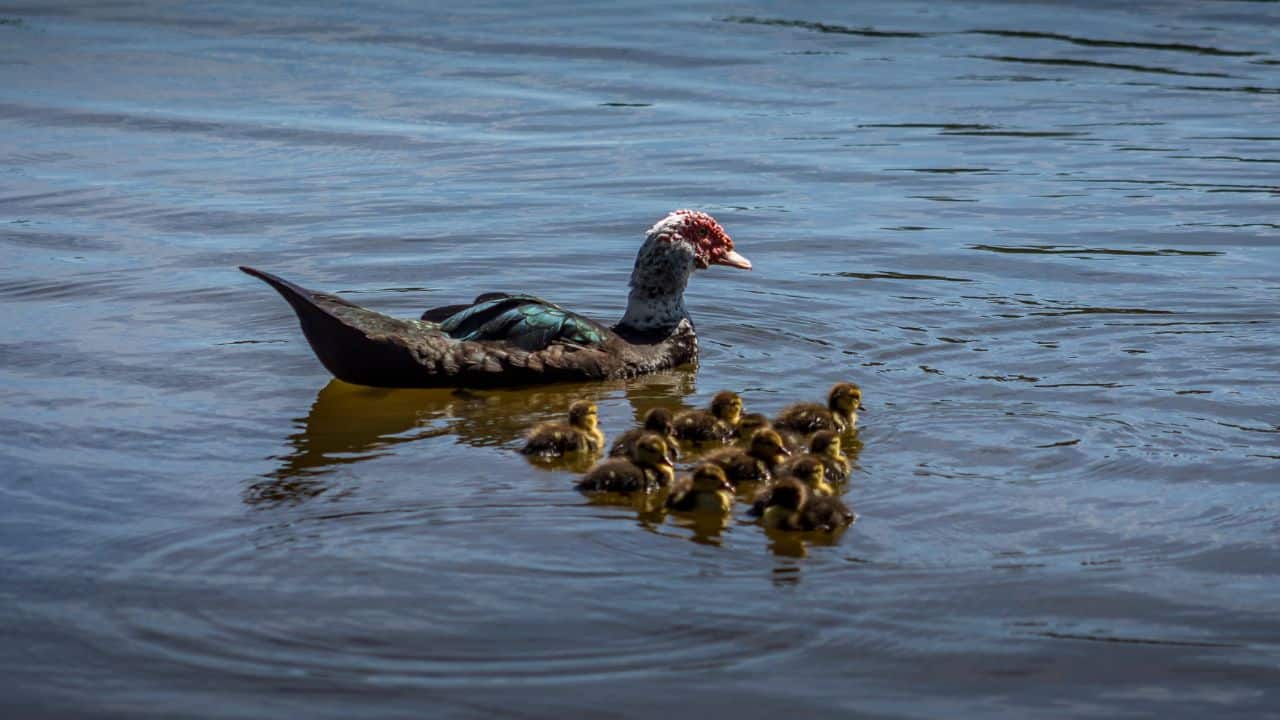 Wild duck and ducklings swimming in Florida