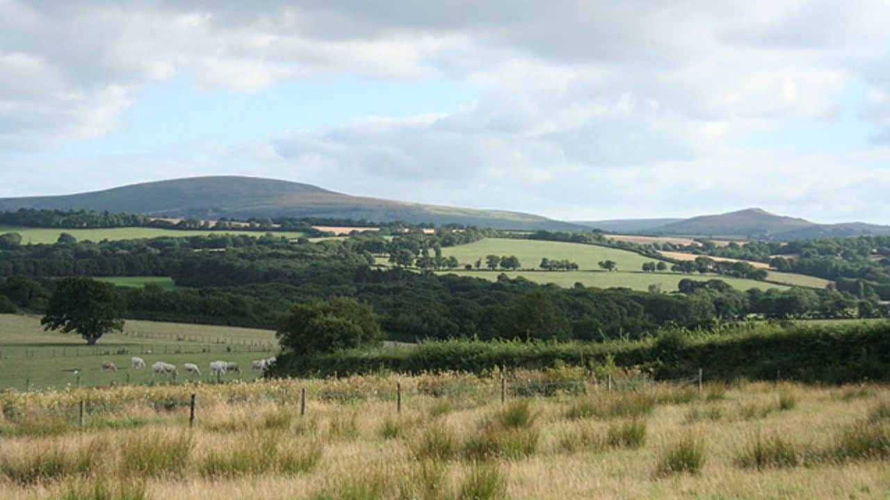 Cosdon Hill with trees, grassland and sheep in the foreground