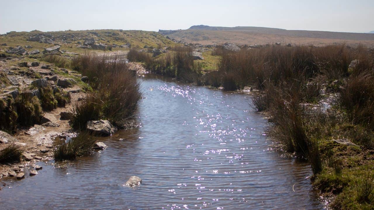 A stream surrounded by reeds and grass in Foggintor Quarry
