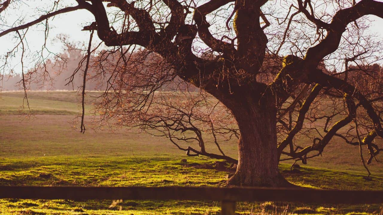 Old oak tree in Northumberland in winter
