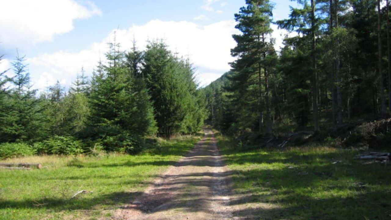 Dirt road in Thrunton Wood