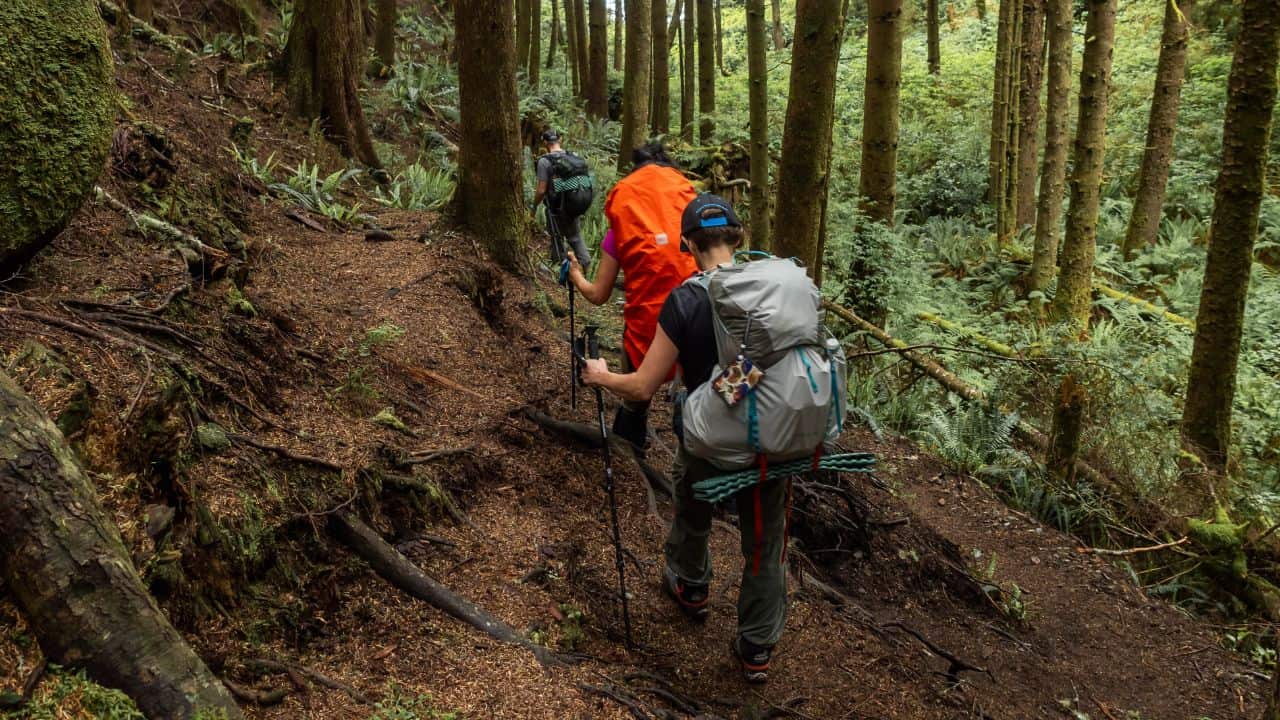 Campers using walking poles while hiking through the forest