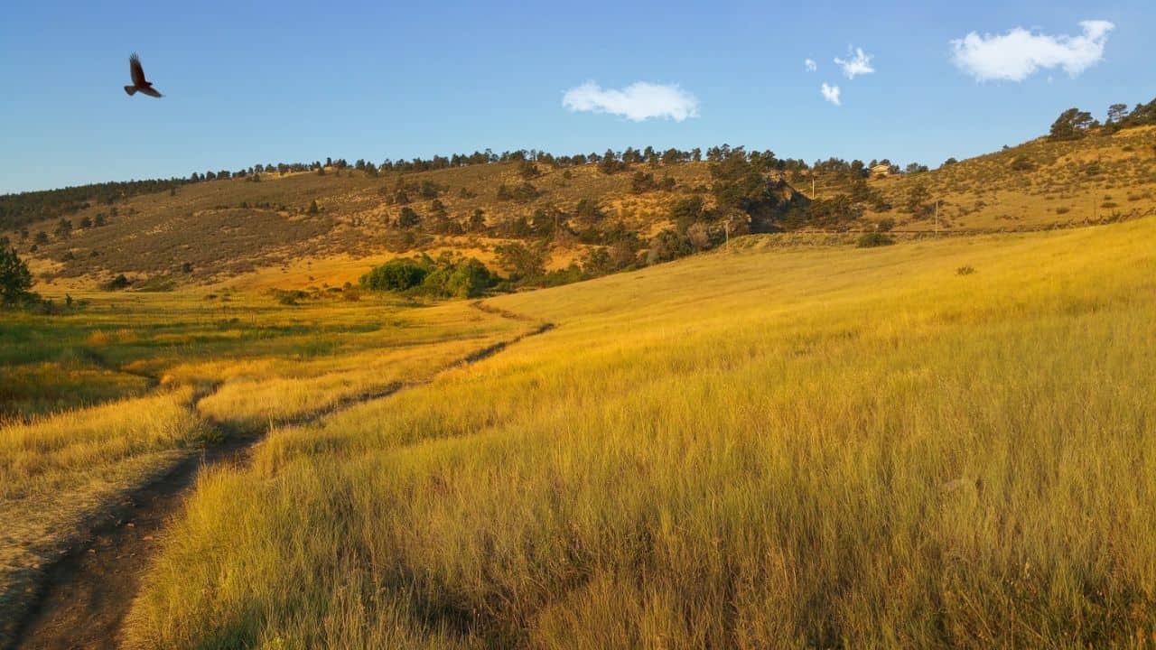 Nature near Fort Collins in the summer