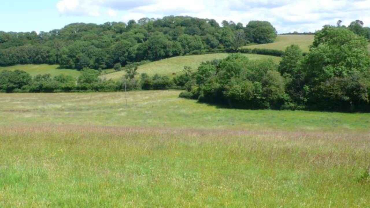 Grassland and trees at Summerhouse Wood
