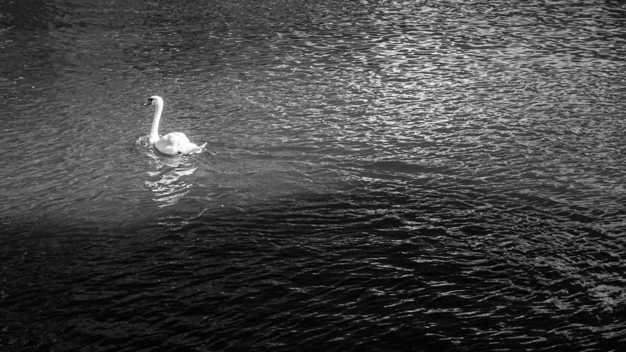 Swan swimming on the River Avon